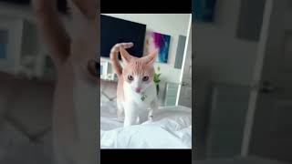 Funniest Cats Ever  Ultimate Cat Comedy Compilation 🐱😂 [upl. by Ellened]