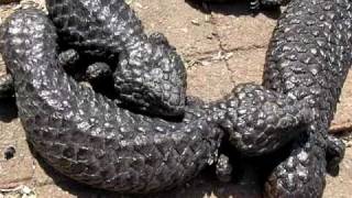 Shingleback  Tiliqua Rugosa Aspera [upl. by Aicileb]