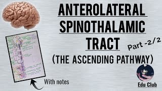 Anterolateral spinothalamic pathway The ascending pathway  Part  22 [upl. by Enait615]