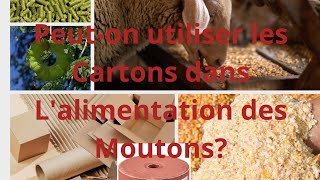 Élevage de mouton au sénégal peuton utiliser les cartons dans lalimentation de moutons [upl. by Ahsiugal]