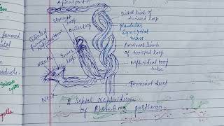 Coelomoducts amp Nephridia zoology zoologynotes nephridia [upl. by Colwen897]