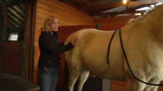 Equine Chiropractic Treatment The Pelvis [upl. by Aihtnic]