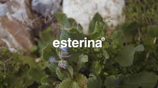 esterina  Musica di provincia La borragine [upl. by Cris]