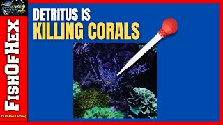 Stop Detritus From Kill Your Coral Colonies [upl. by Elmajian574]