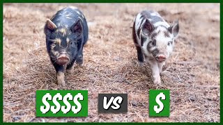 Breeders or Feeders Idaho Pastured Piglets [upl. by Erwin835]