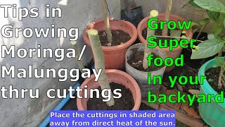 Growing Moringa from cuttings [upl. by Wennerholn]