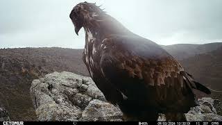 Águila Real  Aquila chrysaetos [upl. by Nurse868]