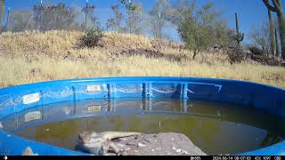 Chuckwalla  the show off pushup lizard chuckwalla lizard caughtontrailcam [upl. by Naara]