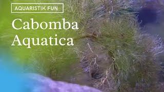 Cabomba Aquatica [upl. by Emilie]