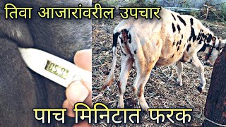 गाईं मधील डेंगू आजार तिवा  dengu in cow 🐄 buffalo 🐃 treatment in Marathi [upl. by Muldon]