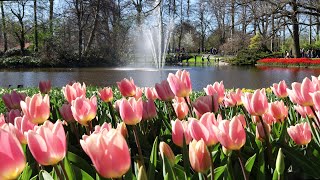 Keukenhof 2022  A Nice Sunny Sunday in Keukenhof Garden  4K [upl. by Schramke]