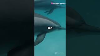 Dolphin’s Superpowers You Won’t Believe shorts dolphins viralvideo trending [upl. by Fredia280]