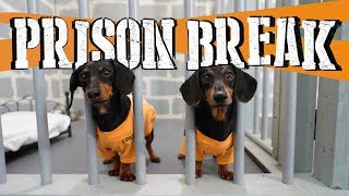 Ep 8 WIENER DOG PRISON BREAK  Funny Dogs Escaping Jail [upl. by Dlaregztif54]