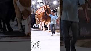 Gigantic red Holstein Friesian bull exhibits his power while exiting the barn at Brownies Ranch [upl. by Atterahs]