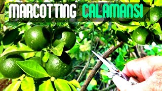 HOW TO MARCOT CALAMANSI TREE STEP BY STEP [upl. by Llecram]