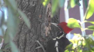 pajaro loco en la vida real [upl. by Welker152]