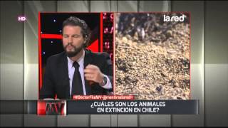 Chile y sus animales en extinción [upl. by Diva]