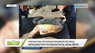 Balitang Bisdak Pawikan napalgang patay sa Jagna Bohol [upl. by Baram332]