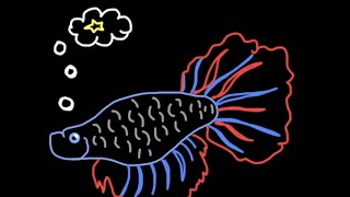 Stellar Populations and the HR Diagram Explained Through a Betta Fish [upl. by Nebe221]