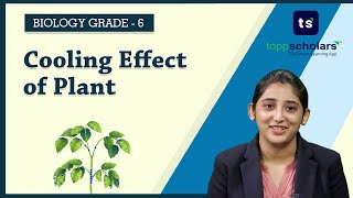 Cooling effect  Transpiration  Stomata  Plant  Biology  Life Science  Evaporation  CBSE 6 [upl. by Orelee]