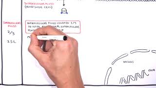 Overview of Fluid and Electrolyte Physiology Fluid Compartment [upl. by Neerroc]