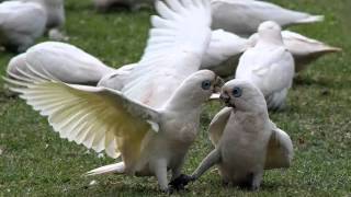 Cacatúa Sanguínea Cantando Sonido para Llamar El Mejor [upl. by Akina]