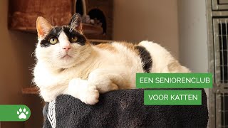 Seniorenclub Wassenaar bejaardentehuis voor katten  StichtingenVWZs 1 [upl. by Onra]