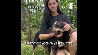 Chcą w końcu wyjść zza schroniskowych krat Spełnijcie ich marzenie i adoptujcie psiaki [upl. by Fulks97]