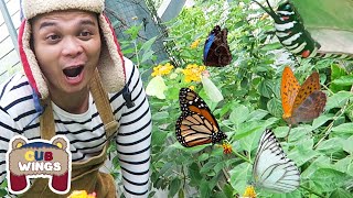 Learn About Caterpillars and Butterflies  Virtual Field Trip to Butterfly Garden  Cub Wings [upl. by Eslek865]