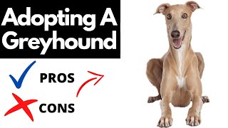 Pros And Cons Of Adopting A Greyhound  Should You REALLY Adopt A GREYHOUND [upl. by Hultin]