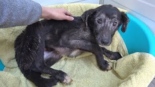 Rescued Puppy Terrified Every Time Shes Touched  Until She Discovers Belly Rubs [upl. by Negah]