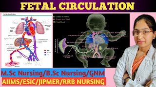 Fetal Circulation  Embryology  Fetoplacental Circulation  Circulatory System  Detail explanation [upl. by Ettebab]