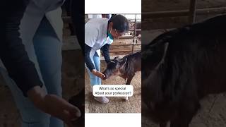 Whats so special about veterinary vets veterinary vet veterinary vetsdiary vetdoctor animals [upl. by Nawoj]