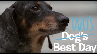 Dogs Best Day  Tazo [upl. by Walcott]