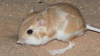 kangaroo rat does not drink water through the life [upl. by Zeuqirdor486]