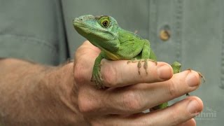 The Phylogenetic Tree of Anole Lizards — HHMI BioInteractive Video [upl. by Ledarf143]