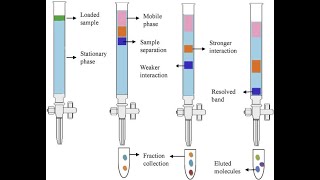 Column Chromatography Experiment Column Chromatography [upl. by Ainahtan]