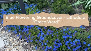 Blue Flowering Groundcover  Lithodora “Grace Ward”  Blooming in my garden 💙 [upl. by Eenerb]