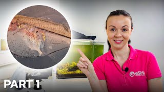 Parasites You Can Find Under The Microscope After Skin Scraping a Fish • PART 1 [upl. by Akiv]