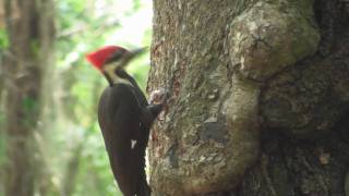 Pileated Woodpecker in HD [upl. by Anura843]