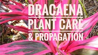 Tips for healthy Dracaena Plant  Song of India Plant Care and Propagation [upl. by Mollie]