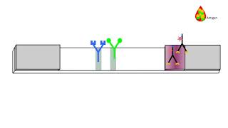 Principle of an antigen detection rapid diagnostic test including prozone and backflow effect [upl. by Ednalrim]