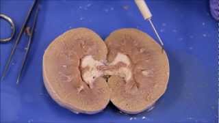 NAU Bio 202 Lab 7  Sheep Kidney Dissection [upl. by Sila]