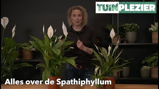 Alles over de Spathiphyllum  Lepelplant  TUINPLEZIER [upl. by Seel769]