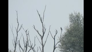 Koekoek op de Vijfhoek Diemen op 3 september 2024 [upl. by Idalina549]