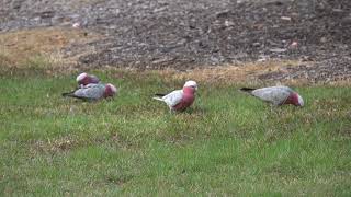 Galahs [upl. by Ioab]