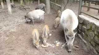 Wildschweine futtern Teil 2 im Tier  u FreizeitparkGermendorf [upl. by Ymmak]