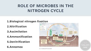 Role of microbes in Nitrogen cycle  Nitrogen cycle  AZ Concepts guide [upl. by Lynett122]