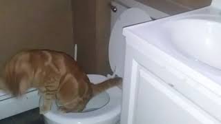 My cat using the toilet [upl. by Reseta]