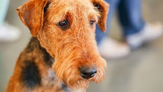 Airedale Terriers Good Guard Dogs [upl. by Slrahc]